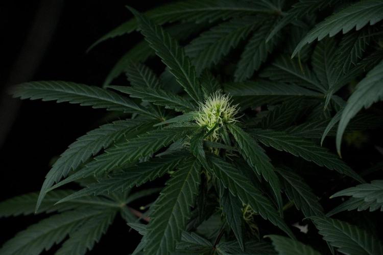 Passion Fruitz By Zamnesia. Week 12 - Passion Fruitz
