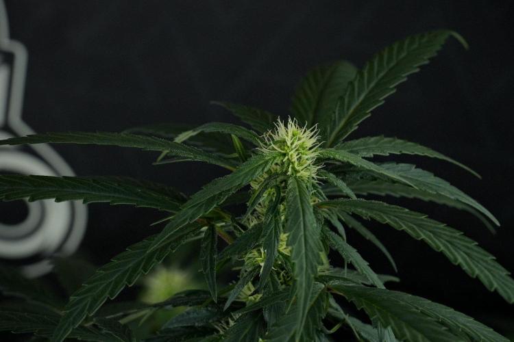 Passion Fruitz By Zamnesia. Week 12 - Passion Fruitz