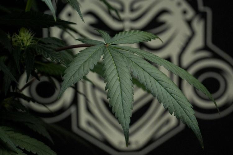 Passion Fruitz By Zamnesia. Week 12 - Passion Fruitz