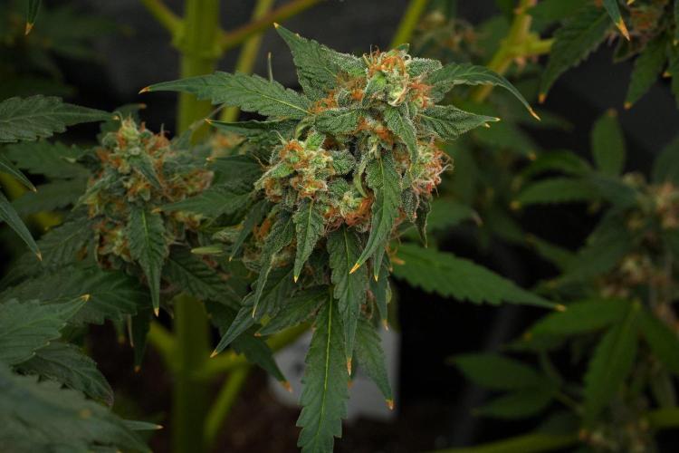 Purple Haze By Zamnesia Pheno A. Week 12 - Purple Haze Pheno A