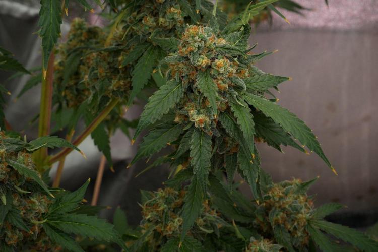 Purple Haze By Zamnesia Pheno A. Week 12 - Purple Haze Pheno A