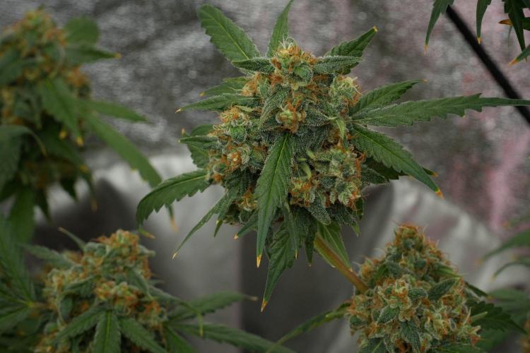 Purple Haze By Zamnesia Pheno A. Week 12 - Purple Haze Pheno A
