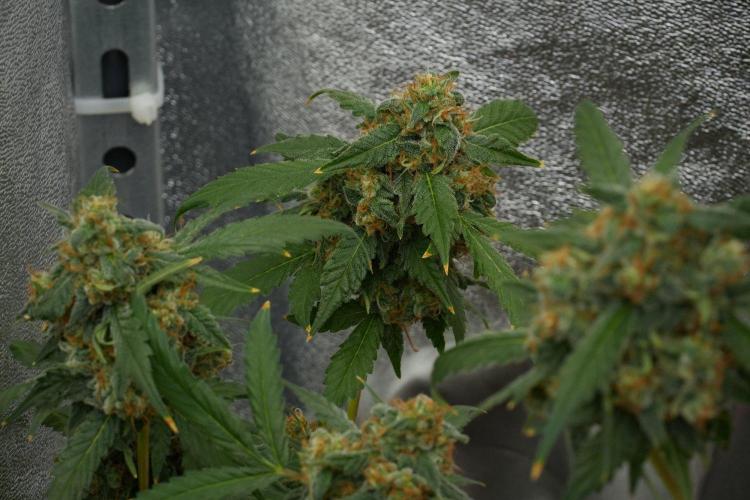 Purple Haze By Zamnesia Pheno A. Week 12 - Purple Haze Pheno A