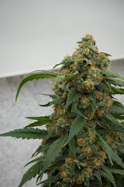 Purple Haze By Zamnesia Pheno A. Week 12 - Purple Haze Pheno A