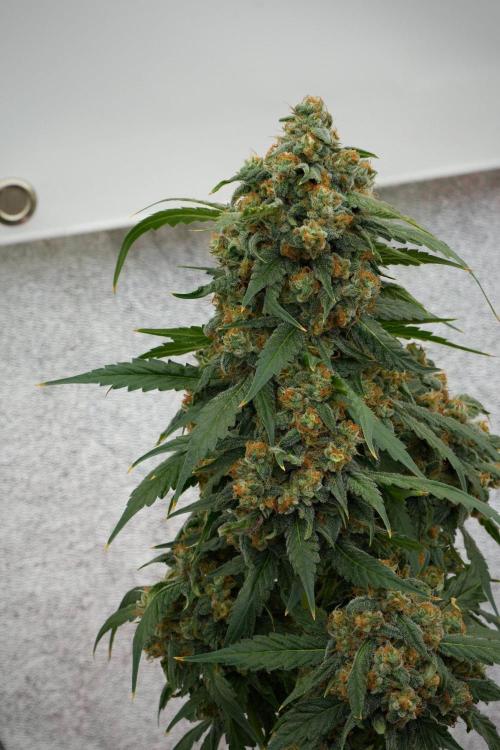 Purple Haze By Zamnesia Pheno A. Week 12 - Purple Haze Pheno A