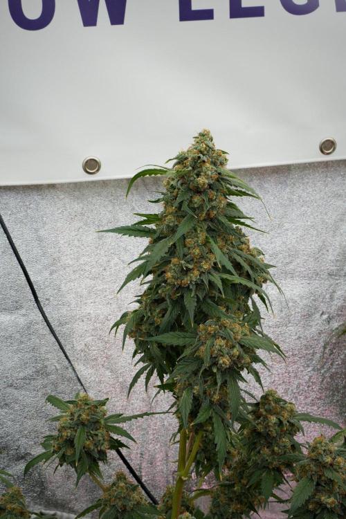 Purple Haze By Zamnesia Pheno A. Week 12 - Purple Haze Pheno A