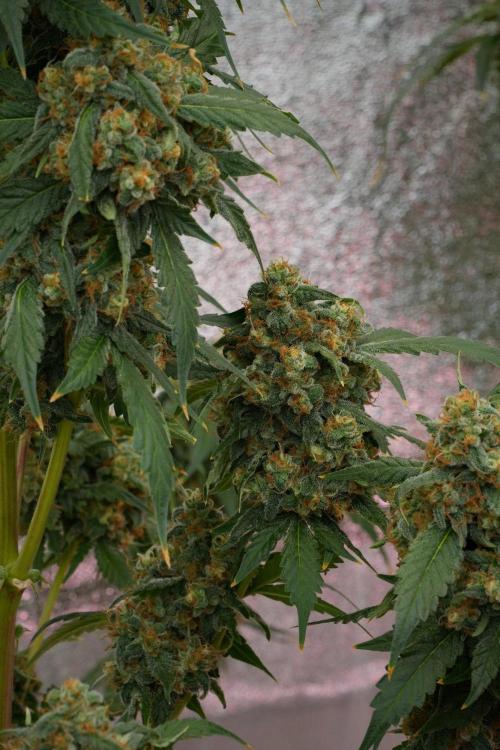 Purple Haze By Zamnesia Pheno A. Week 12 - Purple Haze Pheno A