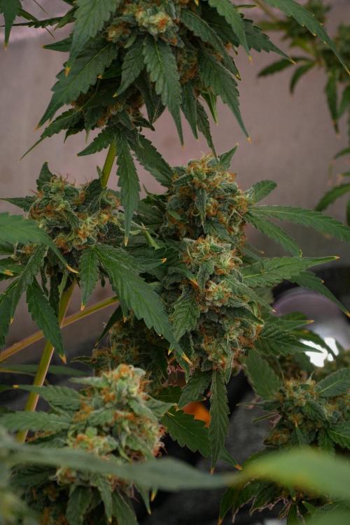Purple Haze By Zamnesia Pheno A. Week 12 - Purple Haze Pheno A