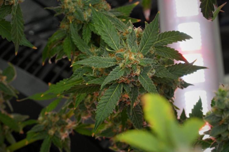 Purple Haze By Zamnesia Pheno A. Week 12 - Purple Haze Pheno A