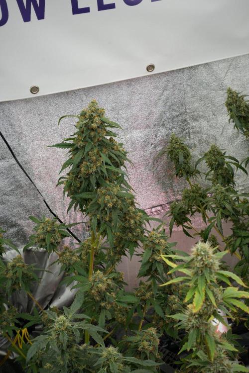 Purple Haze By Zamnesia Pheno A. Week 12 - Purple Haze Pheno A