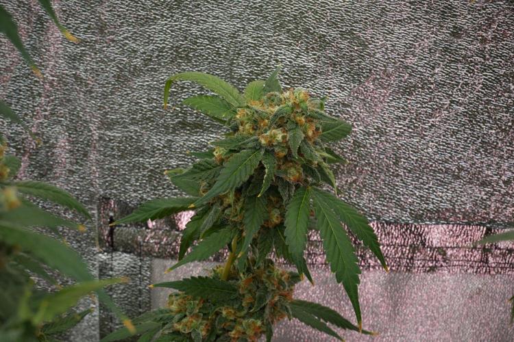 Purple Haze By Zamnesia Pheno A. Week 12 - Purple Haze Pheno A