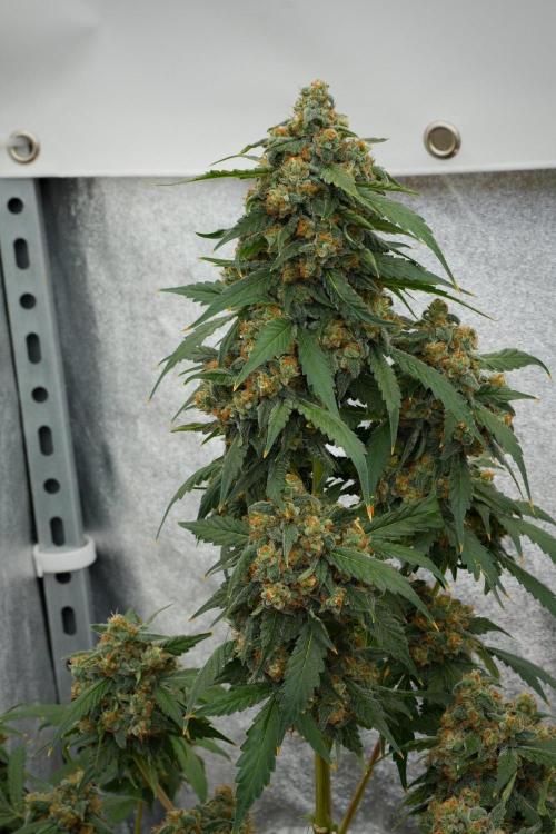 Purple Haze By Zamnesia Pheno A. Week 12 - Purple Haze Pheno A