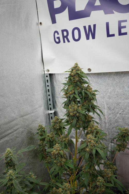 Purple Haze By Zamnesia Pheno A. Week 12 - Purple Haze Pheno A