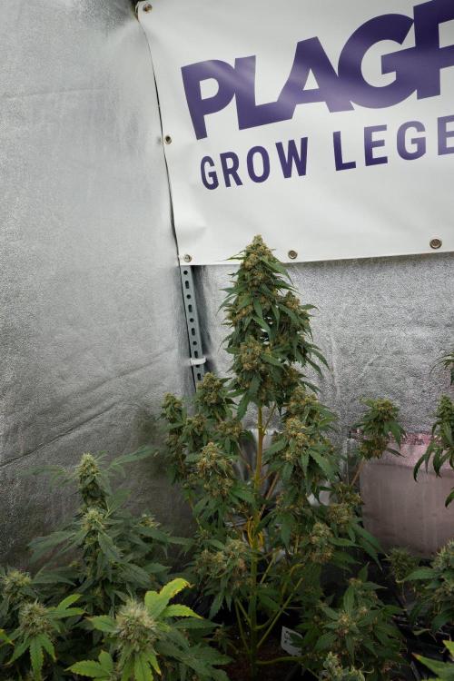 Purple Haze By Zamnesia Pheno A. Week 12 - Purple Haze Pheno A