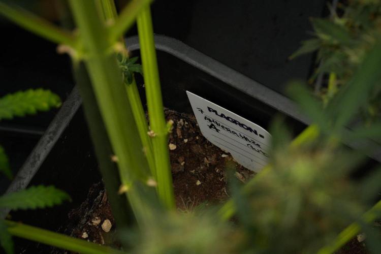 Amnesia Haze Auto by Zamnesia Pheno A. Week 12 - Amnesia Haze Auto Pheno A