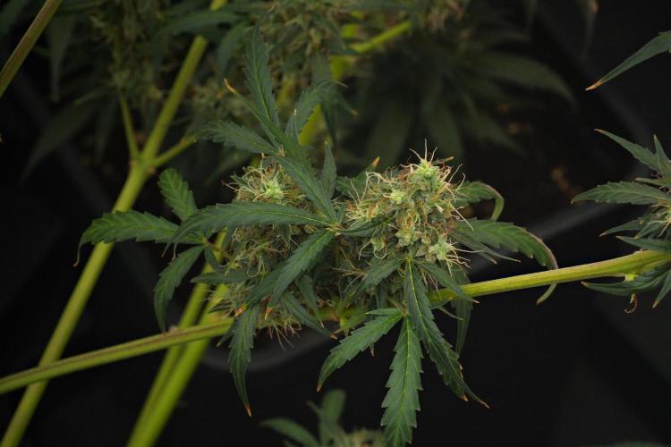 Amnesia Haze Auto by Zamnesia Pheno A. Week 12 - Amnesia Haze Auto Pheno A