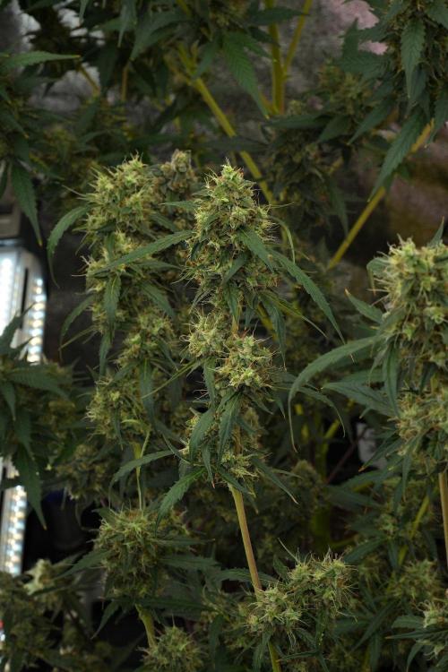 Amnesia Haze Auto by Zamnesia Pheno A. Week 12 - Amnesia Haze Auto Pheno A