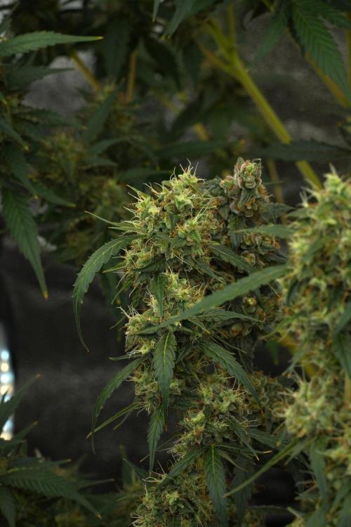Amnesia Haze Auto by Zamnesia Pheno A. Week 12 - Amnesia Haze Auto Pheno A