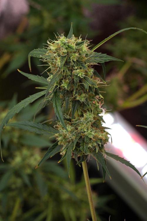 Amnesia Haze Auto by Zamnesia Pheno A. Week 12 - Amnesia Haze Auto Pheno A