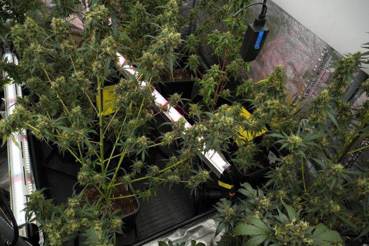 Amnesia Haze Auto by Zamnesia Pheno A. Week 12 - Amnesia Haze Auto Pheno A