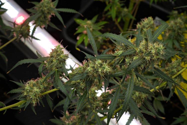 Amnesia Haze Auto by Zamnesia Pheno A. Week 12 - Amnesia Haze Auto Pheno A