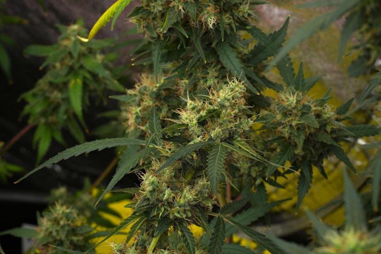 Amnesia Haze Auto by Zamnesia Pheno A. Week 12 - Amnesia Haze Auto Pheno A