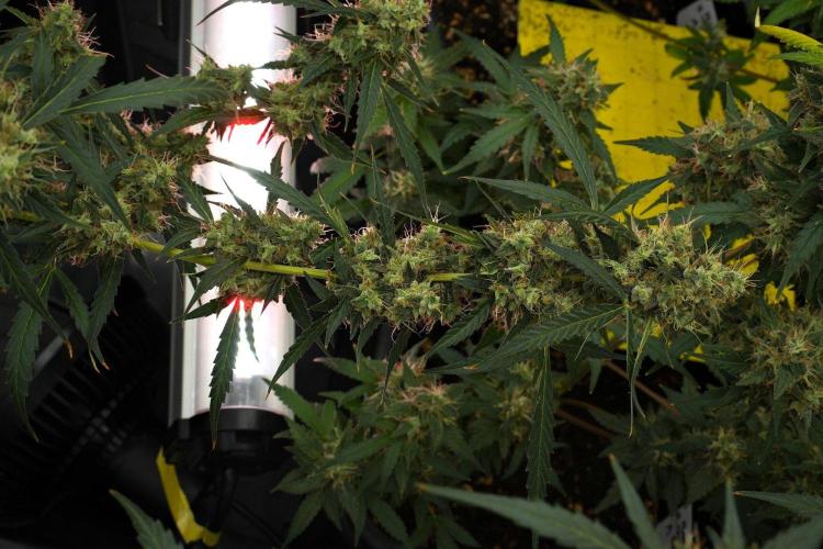 Amnesia Haze Auto by Zamnesia Pheno A. Week 12 - Amnesia Haze Auto Pheno A