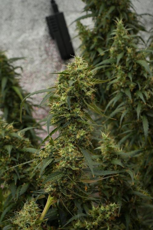 Amnesia Haze Auto by Zamnesia Pheno A. Week 12 - Amnesia Haze Auto Pheno A