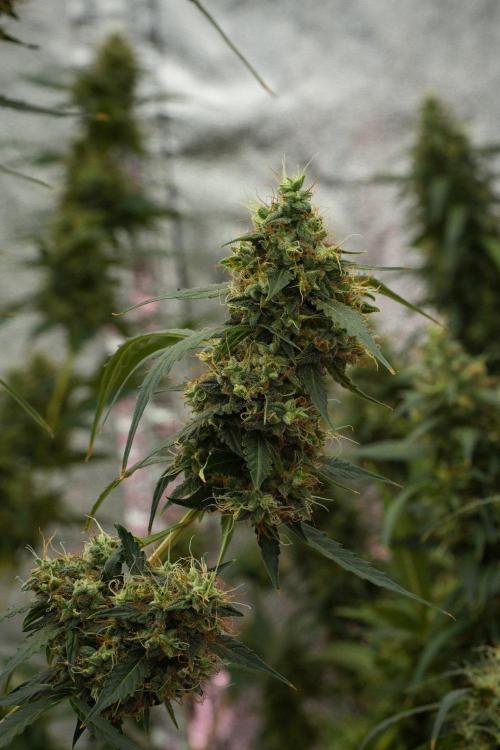 Amnesia Haze Auto by Zamnesia Pheno A. Week 12 - Amnesia Haze Auto Pheno A