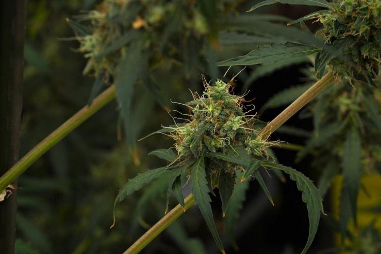Amnesia Haze Auto by Zamnesia Pheno A. Week 12 - Amnesia Haze Auto Pheno A