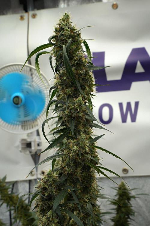 Amnesia Haze Auto by Zamnesia Pheno A. Week 12 - Amnesia Haze Auto Pheno A