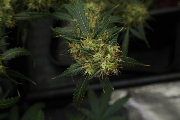 Amnesia Haze Auto by Zamnesia Pheno A. Week 12 - Amnesia Haze Auto Pheno A