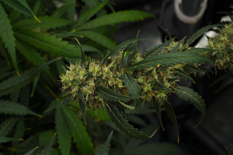 Amnesia Haze Auto by Zamnesia Pheno A. Week 12 - Amnesia Haze Auto Pheno A