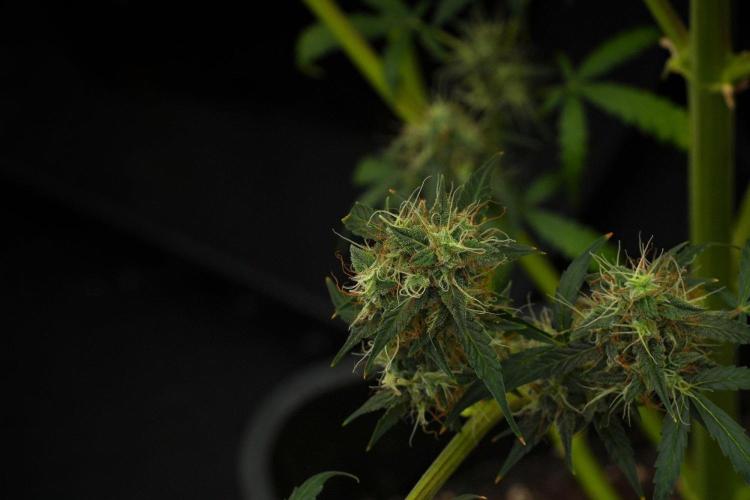 Amnesia Haze Auto by Zamnesia Pheno A. Week 12 - Amnesia Haze Auto Pheno A