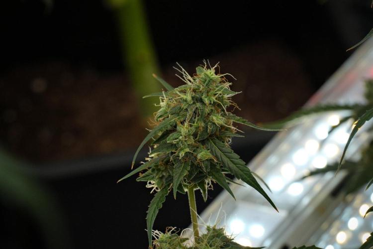 Amnesia Haze Auto by Zamnesia Pheno A. Week 12 - Amnesia Haze Auto Pheno A
