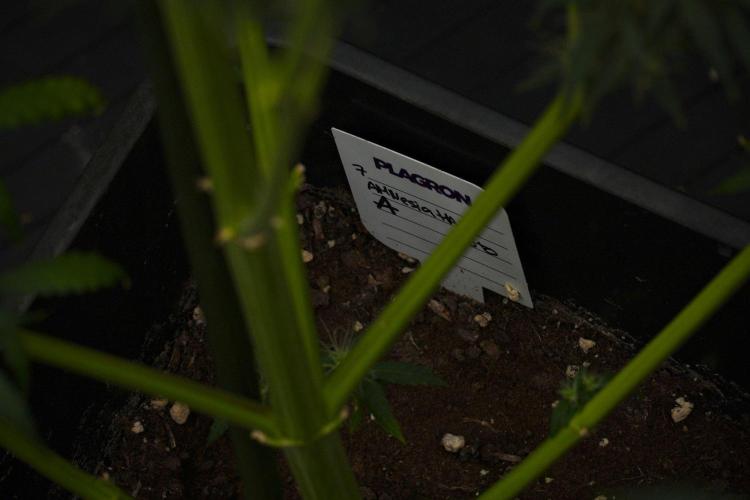 Amnesia Haze Auto by Zamnesia Pheno A. Week 12 - Amnesia Haze Auto Pheno A