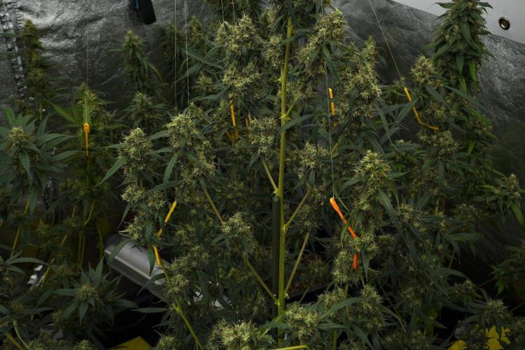 Amnesia Haze Auto by Zamnesia Pheno A. Week 12 - Amnesia Haze Auto Pheno A