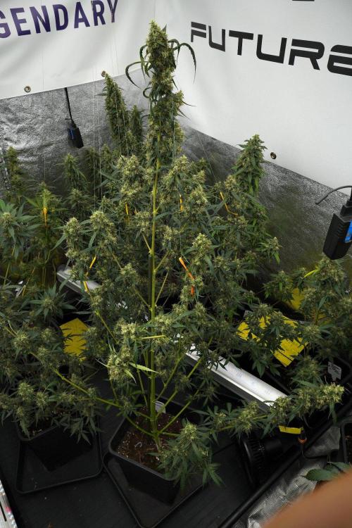 Amnesia Haze Auto by Zamnesia Pheno A. Week 12 - Amnesia Haze Auto Pheno A