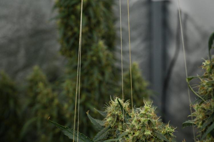 Amnesia Haze Auto by Zamnesia Pheno A. Week 12 - Amnesia Haze Auto Pheno A