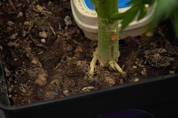 Pheno B Amnesia Haze Auto by Zamnesia. Week 12 - Pheno B Amnesia Haze Auto