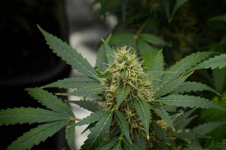 Pheno B Amnesia Haze Auto by Zamnesia. Week 12 - Pheno B Amnesia Haze Auto
