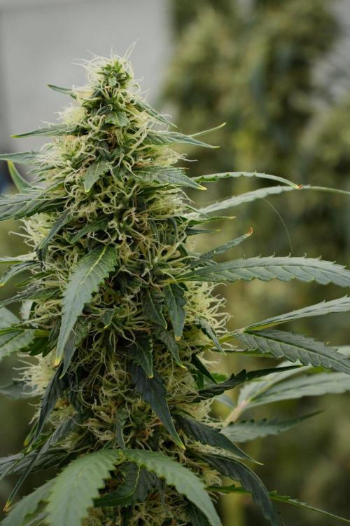 Pheno B Amnesia Haze Auto by Zamnesia. Week 12 - Pheno B Amnesia Haze Auto