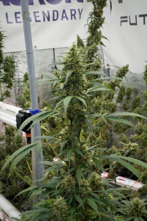 Pheno B Amnesia Haze Auto by Zamnesia. Week 12 - Pheno B Amnesia Haze Auto