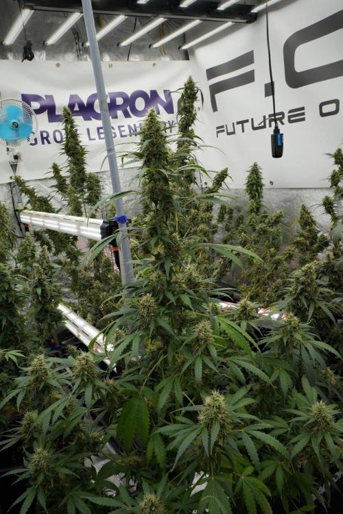 Pheno B Amnesia Haze Auto by Zamnesia. Week 12 - Pheno B Amnesia Haze Auto