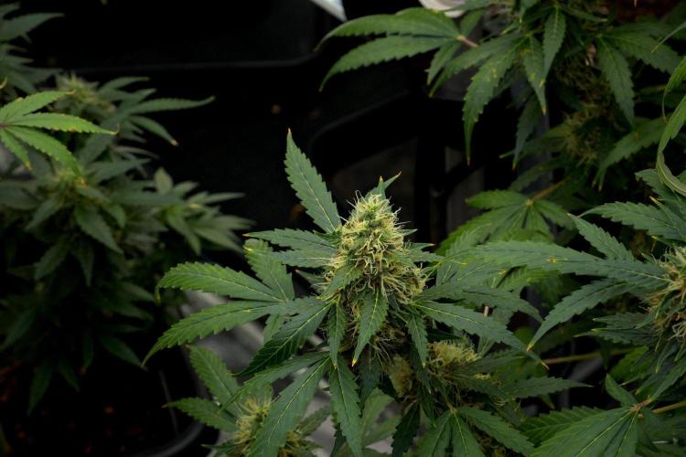 Pheno B Amnesia Haze Auto by Zamnesia. Week 12 - Pheno B Amnesia Haze Auto