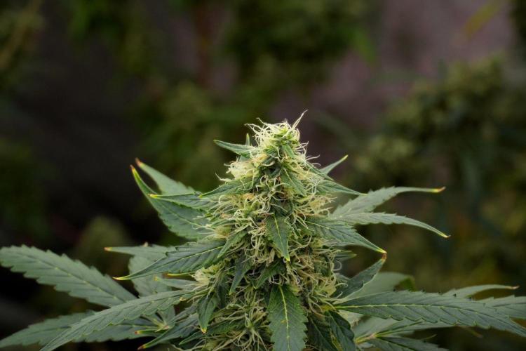 Pheno B Amnesia Haze Auto by Zamnesia. Week 12 - Pheno B Amnesia Haze Auto