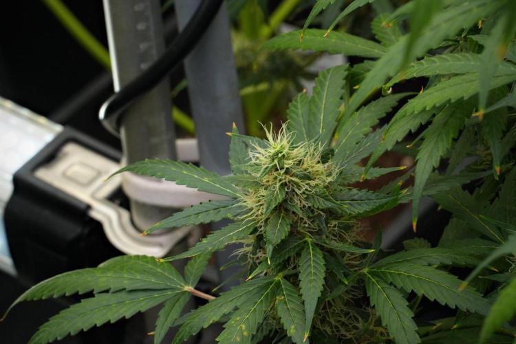 Pheno B Amnesia Haze Auto by Zamnesia. Week 12 - Pheno B Amnesia Haze Auto