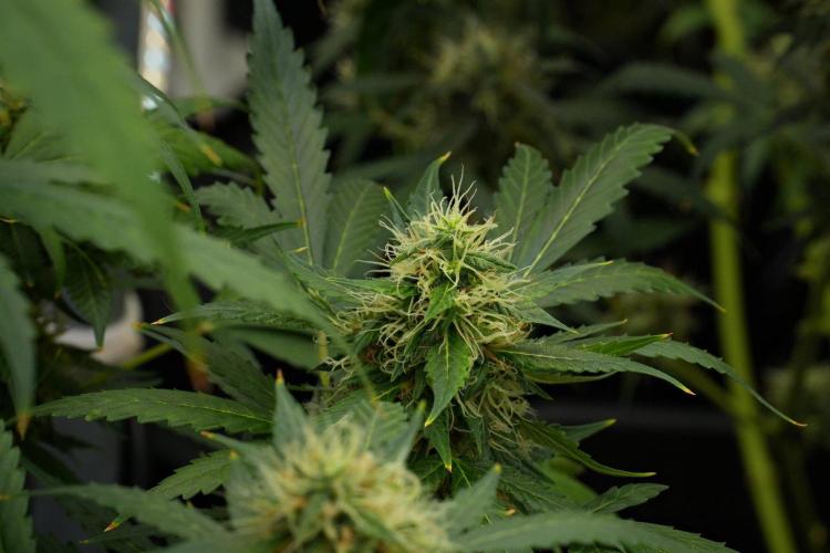 Pheno B Amnesia Haze Auto by Zamnesia. Week 12 - Pheno B Amnesia Haze Auto