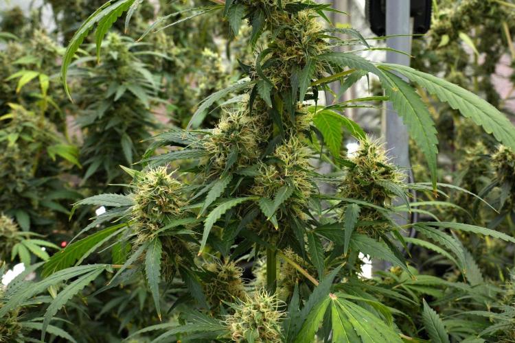 Pheno B Amnesia Haze Auto by Zamnesia. Week 12 - Pheno B Amnesia Haze Auto