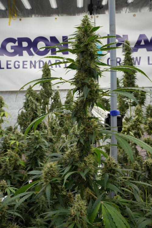 Pheno B Amnesia Haze Auto by Zamnesia. Week 12 - Pheno B Amnesia Haze Auto